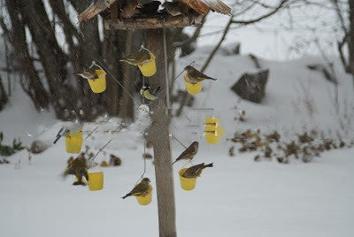 Pet Feeders | CasaFoyer Bird Outdoor Decoration Iron Feeder | casafoyer.myshopify.com